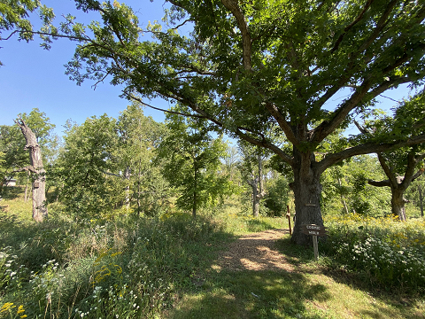 <p>Join Prairiewoods (120 East Boyson Road in Hiawatha) every other month as we reflect in nature and express our mindful exploration through art.</p>